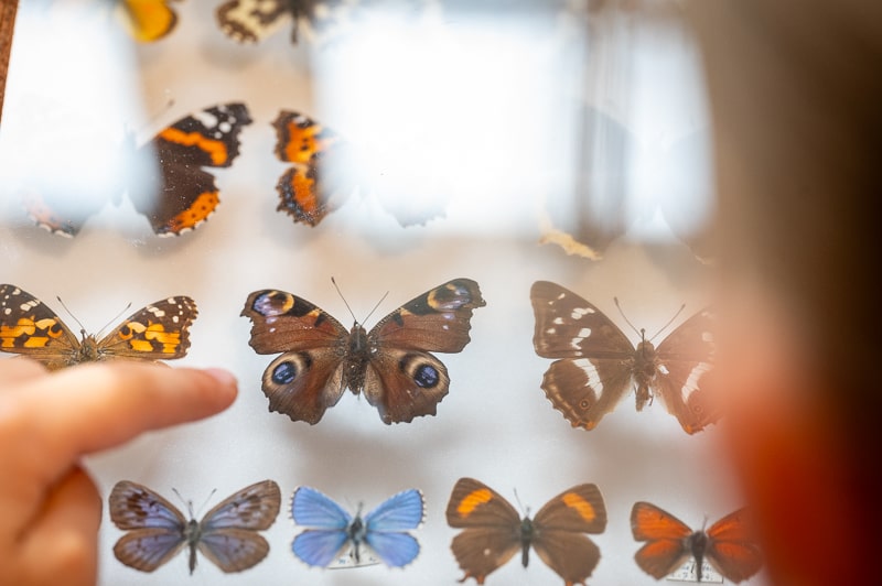 Schmetterlinge (SNSB) in Bestäuber Ausstellung