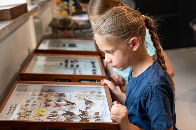 Schmetterlinge (SNSB) mit Kind in Bestäuber Ausstellung