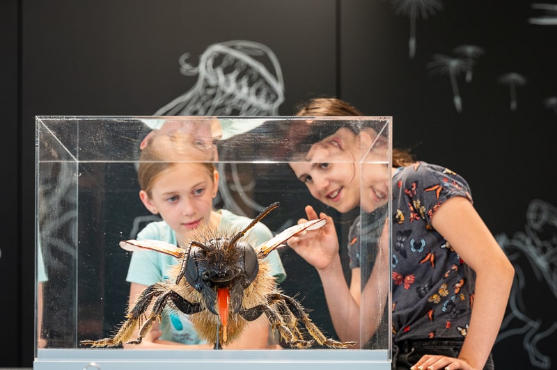 Bienenmodell Julia Stoess in Bestäuber Ausstellung